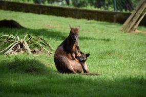 Kangaroo Mom With Her Little Baby