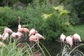 Flamingo Flaminco Animal