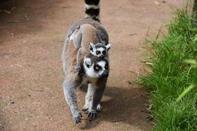 lemur with her cub