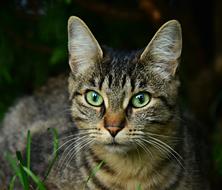 Cat Animal Mammal