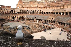 Rome The Coliseum Seagull