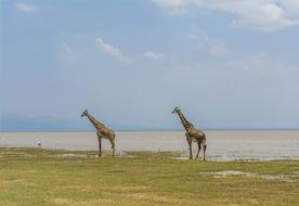Giraffe Safari Africa