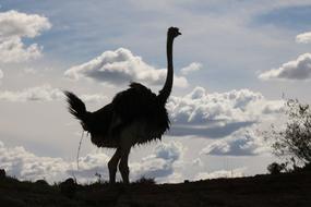 Bouquet Africa Bird Flightless
