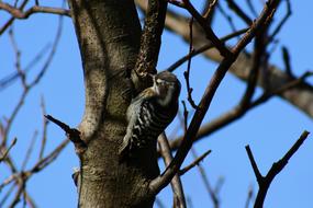 pretty bird on a tree post