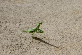 Praying Mantis Green