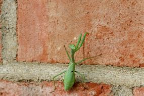 Praying Mantis Green