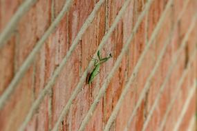 Green Praying Mantis on brick wall