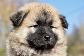 Dog Eurasier Pongo