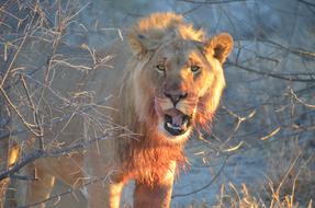 Lion Africa Wildlife