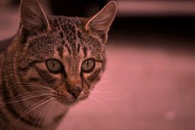 Cat Tomcat Out