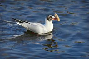 Seagull Seabird Bird