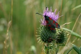 Insect Butterfly Mean Blood