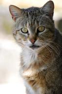 Cat Animal Pet