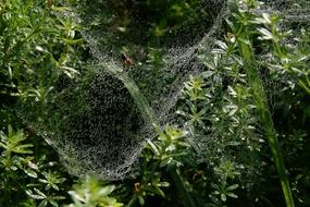 Insect Meadow Spider