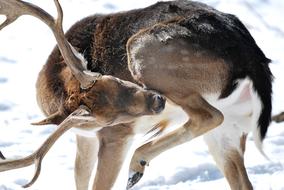 Roe Deer Animal Antler