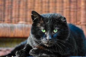 Cat Black Eyes