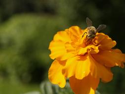 Students Flowers Bee