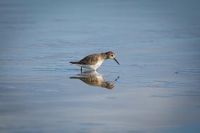 The Sandpiper General Snipey Water