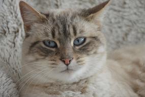 Cat Head Blue Eyes Feline