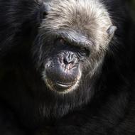 wild chimpanzee Monkey Animal