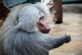 Monkey Baboon Animal