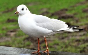 Web Seagull by Water