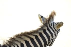 Zebra Animal neck