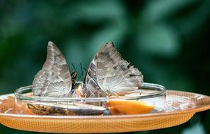 Exotic Butterfly Insects eating fruits