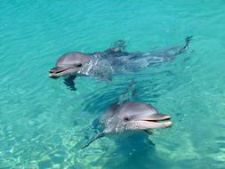 Dolphin Water Playful