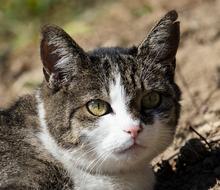 Cat Domestic Animal