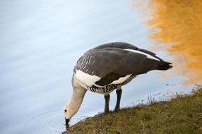 Goose Bird Plumage