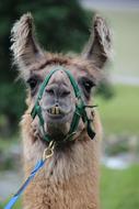 funny llama fluffy