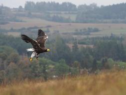 Bird Animal Eagle