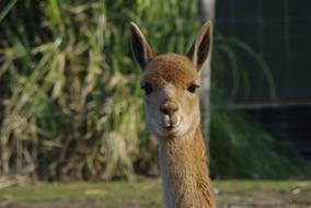 cute llama face