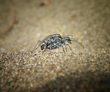 Tiger Beetle Matings Insect