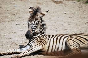lying cute zebra