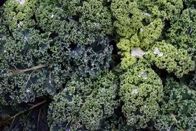 green fresh cabbage leaves