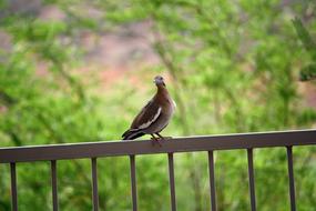 Pigeon Bird Balcony