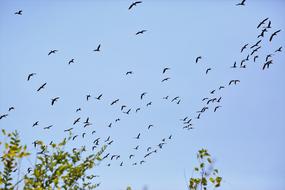 Flying birds in the sky