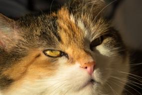 Cat Cat'S Eyes Look Up