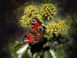 Peacock Butterfly insect photomontage