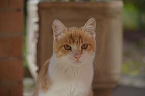 Cat Look Feline