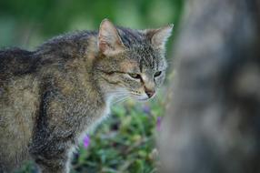 Cat Feline Pet Domestic