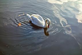 Swan swimming in the lake