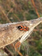 Bug Animal Fire Wants