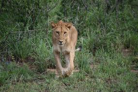 Lion Carnivore Predator