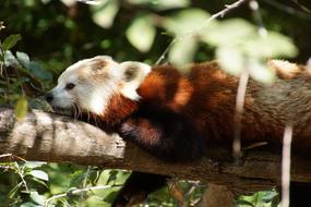 Red Panda Animal