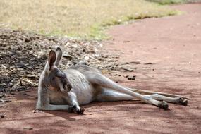 Kangaroo Mammal Marsupial