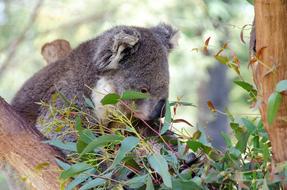 Koala Mammal Marsupial