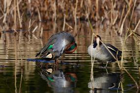 Animal Pond Waterside